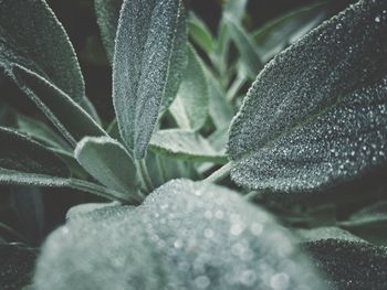 Macro shot of leaf