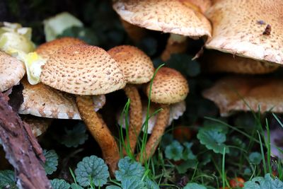 Close-up of mushrooms growing on field