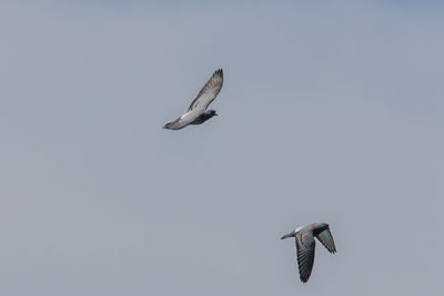 Low angle view of seagulls flying in sky