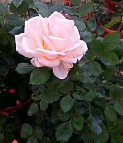 Close-up of pink rose