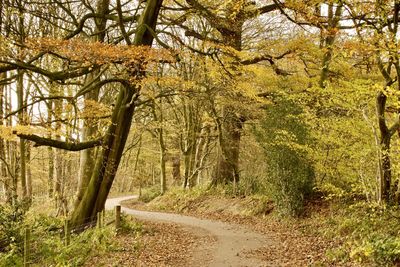 Road amidst trees in forest during autumn