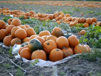 Pumpkins on field