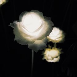 Close-up of white rose