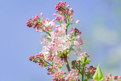 Pink lilac branch in bloom on blue sky background