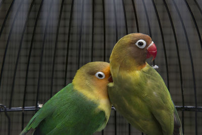 Close-up of parrot in cage