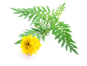 Close-up of yellow flowers against white background