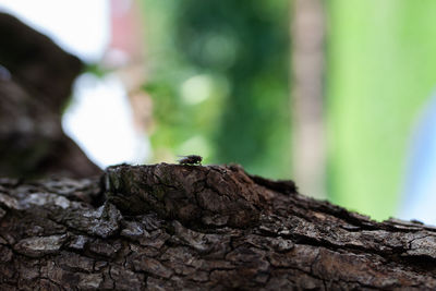 Close-up of lizard on tree trunk