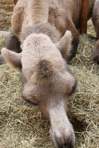 High angle view of horse on field