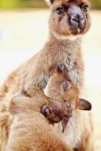 Close-up of mother kangaroo and baby