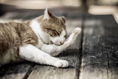 Stray cat relaxing on wooden table