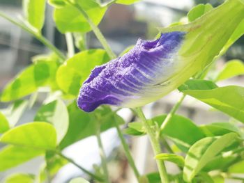 Close-up of purple flowering plant