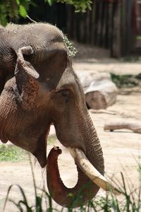 Close-up of elephant in zoo