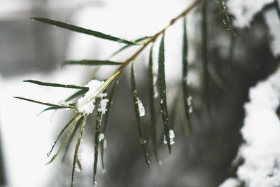 Close-up of wet plant during winter