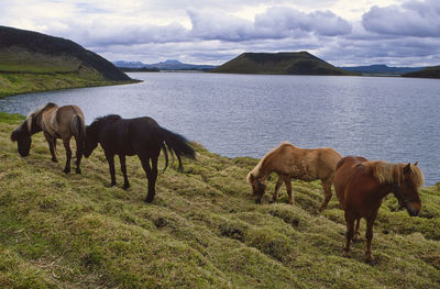 Horses on the meadow at myvatn