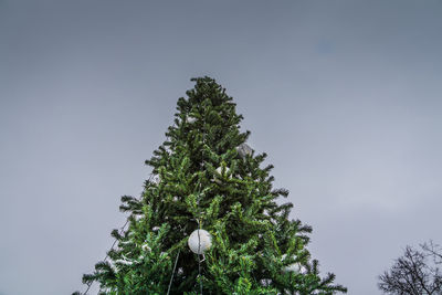 Low angle view of tree against sky