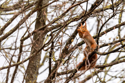 Low angle view of squirrel on tree