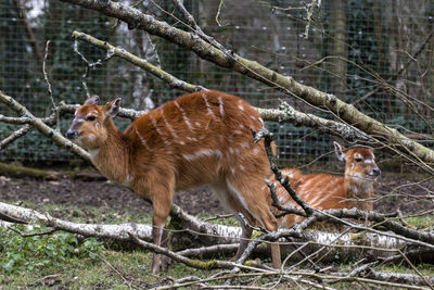 Animal in forest