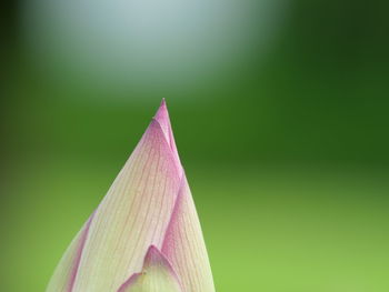 Close-up of pink water lily