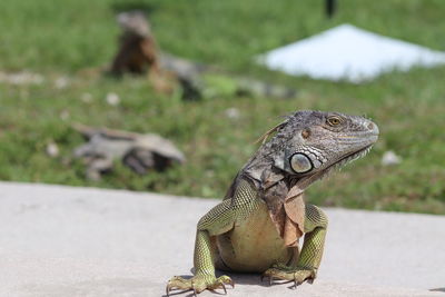 Close-up of a iguana