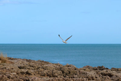 Seagull flying over sea against sky