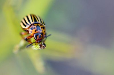 Close-up of spider