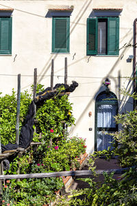 Low angle view of potted plants by building