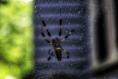 Close-up of spider on web