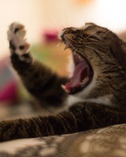 Close-up of cat yawning