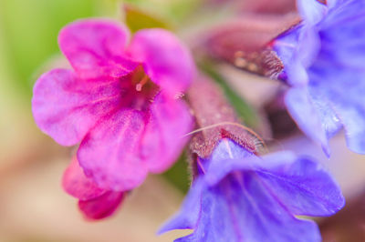 Close-up of purple flower blooming outdoors