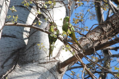 Low angle view of flower tree