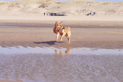 Dog running with plastic disc at beach