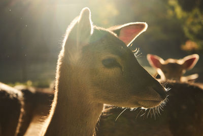 Close-up of an animal looking away