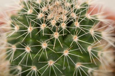 Full frame shot of cactus growing on potted plant