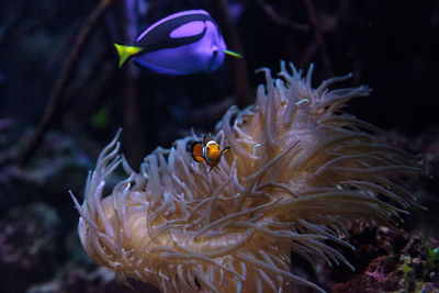 Fishes swimming in sea