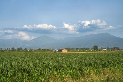 Scenic view of agricultural field against sky