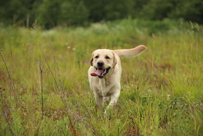 Dog running in field