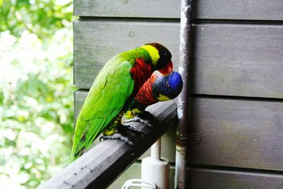 Close-up of parrot