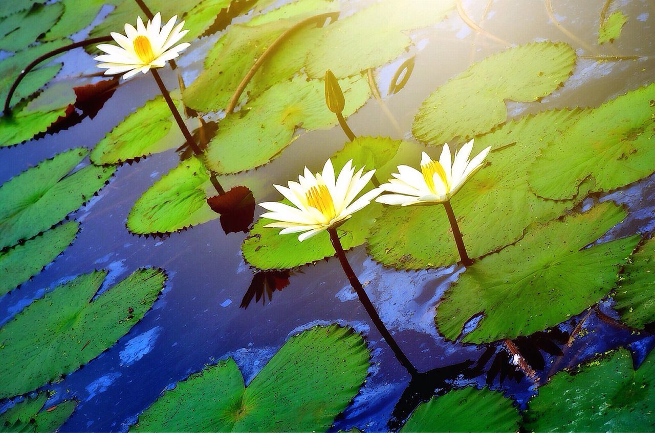 leaf, water, floating on water, pond, water lily, green color, growth, leaves, plant, freshness, beauty in nature, nature, fragility, flower, lake, reflection, close-up, high angle view, lotus water lily, season