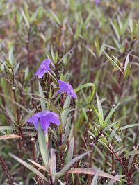 Close-up of purple flowering plants on land