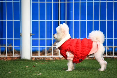 View of a dog against the blue sky