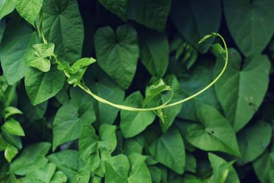 High angle view of fresh green leaves