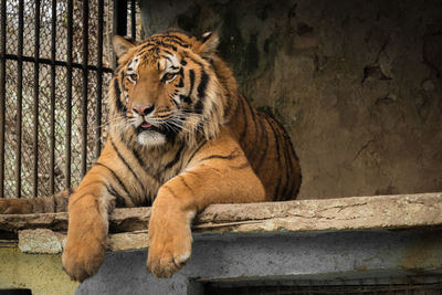 Tiger in a zoo