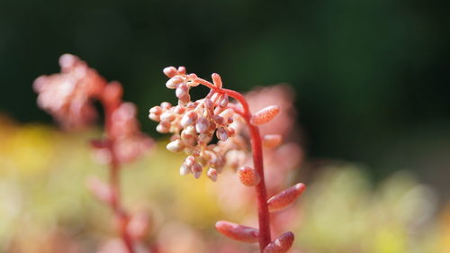 Close-up of pink flower buds