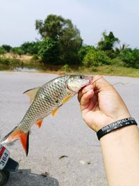 Close-up of hand holding fish