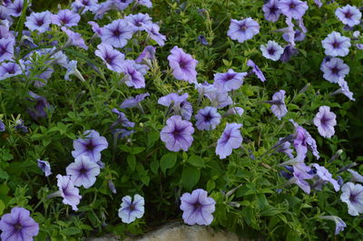 Purple flowers blooming outdoors