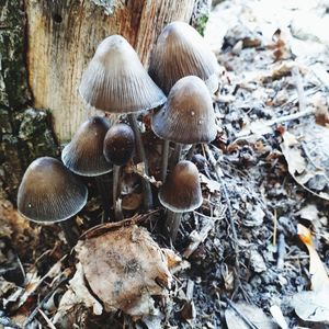 Close-up of mushrooms growing on field