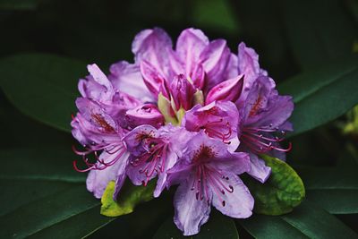 Close-up of purple flower