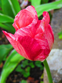 Close-up of flower blooming outdoors