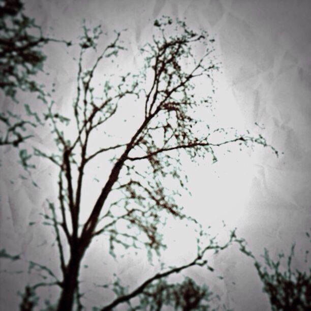 branch, tree, growth, nature, focus on foreground, low angle view, twig, selective focus, tranquility, sky, close-up, beauty in nature, bare tree, silhouette, day, outdoors, no people, plant, leaf, season