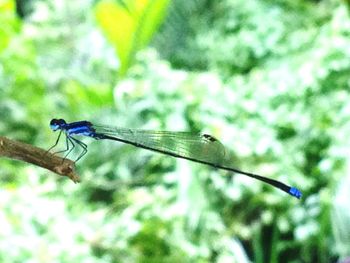 Close-up of damselfly on leaf